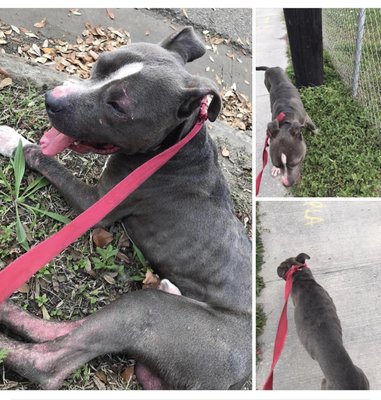 BARC ANIMAL SHELTER AND ADOPTIONS - Updated July 2025 - 109 Photos