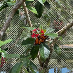 Parque Forestal La Marquesa - Butterfly.