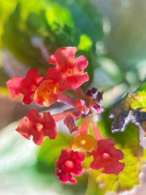 Harry Bridges Memorial Park by null