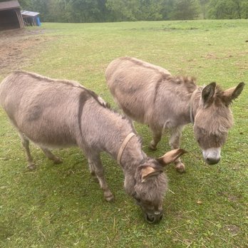Gress Mountain Ranch - Love these two! - Ranches Near Me - Orefield, Pennsylvania