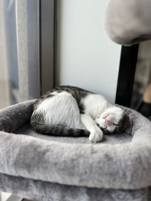 Cat & Craft by null