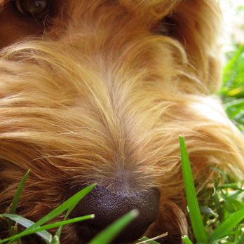 Coastal Animal Hospital - Veterinarians Near Me - Encinitas, California
