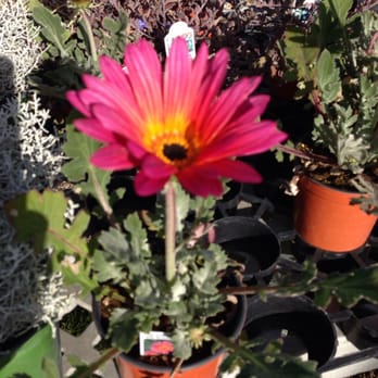 Present Perfect - Nurseries & Gardening Near Me - Pasadena, California Present Perfect - Nurseries & Gardening Near Me - Pasadena, California