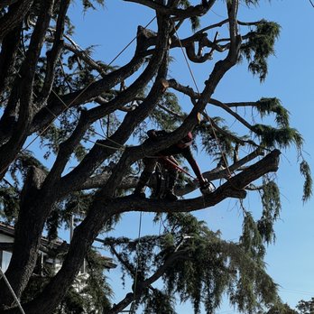 Rios Gardening - a man cutting a tree with a chainsaw - Gardeners Near Me