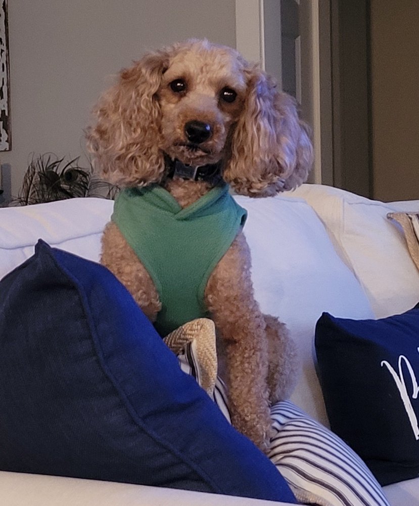 MARJO POODLES Updated September 2024 14 Photos Colerain, North