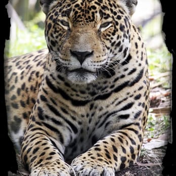 Zoo Miami - Zoos Near Me - Miami, Florida Zoo Miami - Zoos Near Me - Miami, Florida
