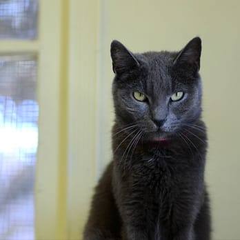 Pet Pride Cat Shelter - Animal Shelters Near Me - Los Angeles, California Pet Pride Cat Shelter - Animal Shelters Near Me - Los Angeles, California