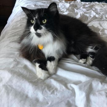 Aprils Furry Tail - Leo freshly groomed and back home! - Pet Groomers Near Me - Lake Elsinore , California Aprils Furry Tail - Leo freshly groomed and back home! - Pet Groomers Near Me - Lake Elsinore , California