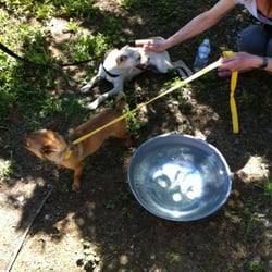 Humane Society Town & Country - Few