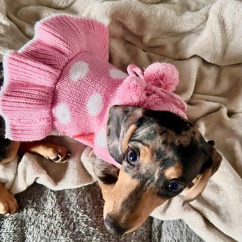 Karma Dog Training - Pet Training Near Me