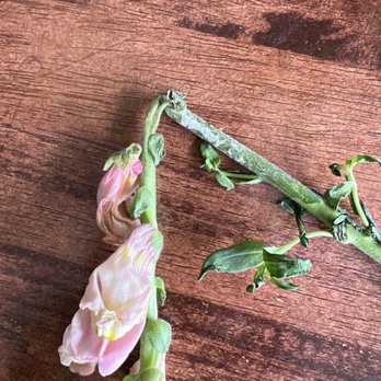 UrbanStems - Broken, wilted - Florists Near Me UrbanStems - Broken, wilted - Florists Near Me