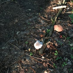 Morgan-Monroe State Forest - More huge mushrooms