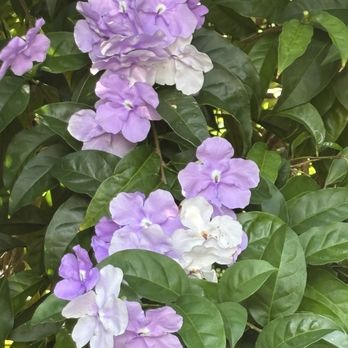 Harry P Leu Gardens - Yesterday, Today and Tomorrow shrub - Venues & Event Spaces Near Me - Orlando, Florida Harry P Leu Gardens - Yesterday, Today and Tomorrow shrub - Venues & Event Spaces Near Me - Orlando, Florida
