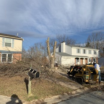 J & B Tree Services - Cutting down the maple tree - Tree Services Near Me - Gaithersburg, Maryland