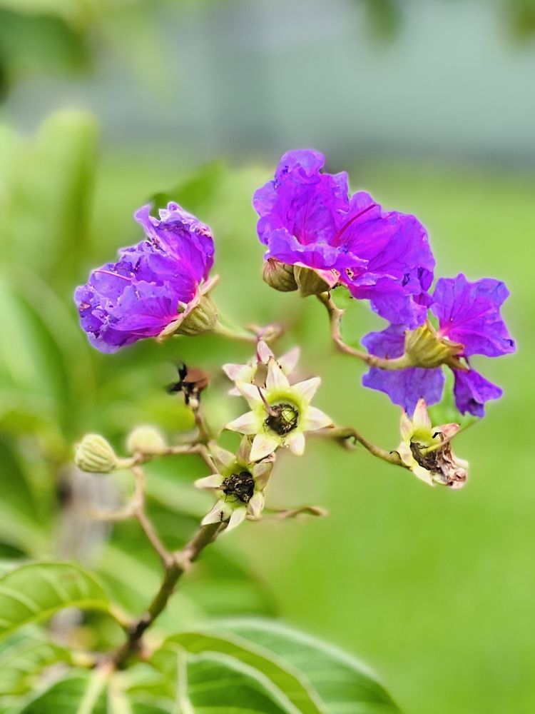 Poinciana Park Image