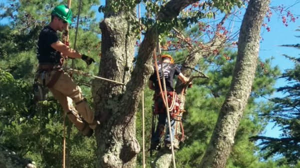 ELITE TREE & LAWN LANDSCAPING - Updated January 2025 - 12 Photos - 567 ...