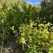 Photo of Escondido Canyon Park - Malibu, CA, United States. Beautiful flowers