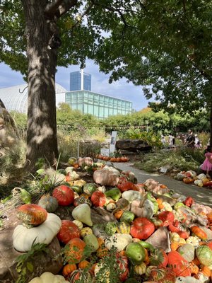 Myriad Botanical Gardens by null