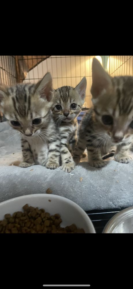 The Jungle Cattery - pet boarding facility in Sacramento, CA