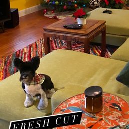 Max looking cute for Christmas time. Max looking cute for Christmas time.