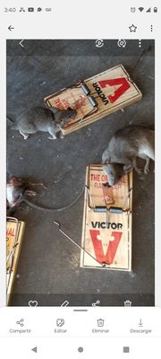 Mice & Rat Extermination - Wenceslao Pest Control - Mice & Rat Extermination - Wenceslao Pest Control