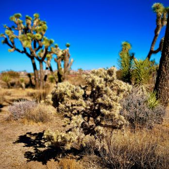 Cap Rock - So many species of cacti along the trail amongst all the Joshua Trees! - Landmarks & Historical Buildings Near Me - Twentynine Palms, California Cap Rock - So many species of cacti along the trail amongst all the Joshua Trees! - Landmarks & Historical Buildings Near Me - Twentynine Palms, California