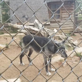 Mission Wolf - Community Service/Non-Profit Near Me - Gardner, Colorado