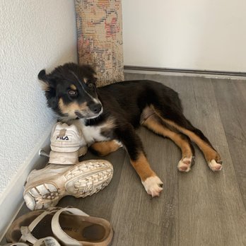 Camp Bow Wow - After daycare! - Pet Boarding Near Me - Mesa, Arizona
