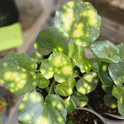 Pat's Plants