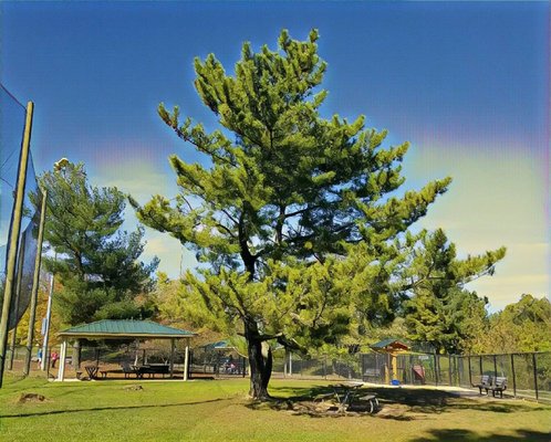 Olney Manor Dog Park