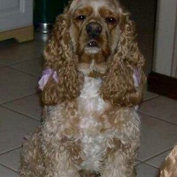 Candlewood Veterinary Clinic - We miss you Sweet Bella Doggie. Appreciative for expert Vet Care over the years from Peggy & Dr John Lyons - Veterinarians Near Me - Manhattan, Kansas