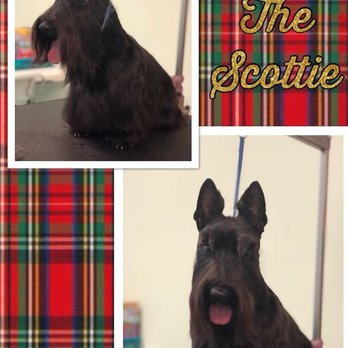 Makeover Rover Mobile Pet Grooming - Pet Groomers Near Me Makeover Rover Mobile Pet Grooming - Pet Groomers Near Me