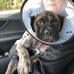Paw and Nanas Bullmastiff’s - Thankful he came home 48 hours after surgery