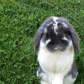 8 Days A Week Pet Sitting - Another picture of Sven! - Pet Sitting Near Me 8 Days A Week Pet Sitting - Another picture of Sven! - Pet Sitting Near Me