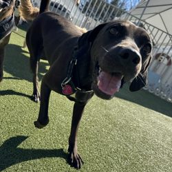 Tanner’s Canine Resort - Tanners is a happy place for dogs