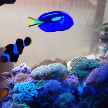 fish frenzy tropical fish & accessories south hadley ma Wind-ups / 4-pc flapping their fins FISH FRENZY - CLOSED -