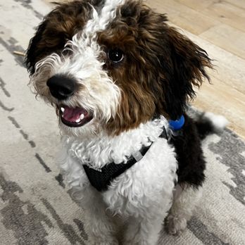 Diana's Pet Care Services - Best boy Spencer. Seven months old. - Pet Sitting Near Me Diana's Pet Care Services - Best boy Spencer. Seven months old. - Pet Sitting Near Me