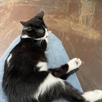 Santé D'Or - Kitty on my lap - Animal Shelters Near Me - Los Angeles, California Santé D'Or - Kitty on my lap - Animal Shelters Near Me - Los Angeles, California