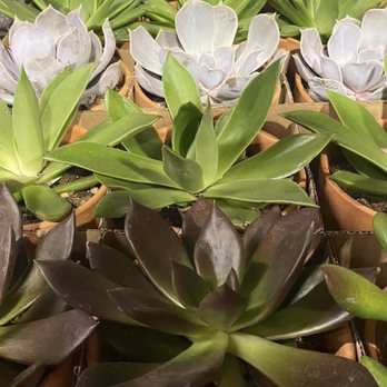 Lily Flowers - Sepulveda - Florists Near Me Lily Flowers - Sepulveda - Florists Near Me