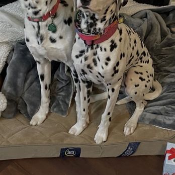 Lucky Bones Pet Resort - Before this is taken December 25th 2022.. - Pet Sitting Near Me - Canal Winchester, Ohio Lucky Bones Pet Resort - Before this is taken December 25th 2022.. - Pet Sitting Near Me - Canal Winchester, Ohio
