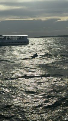 Kitty Hawk Kites by null