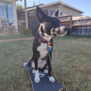 RFRD Academy - Pet Training Near Me - San Jose, California