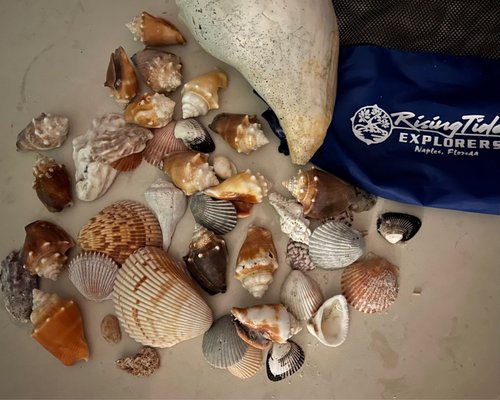 Rising Tide Explorers by null