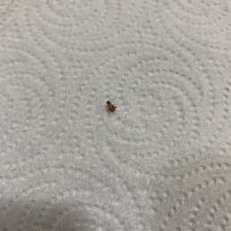 Roach #1 Roach #1
