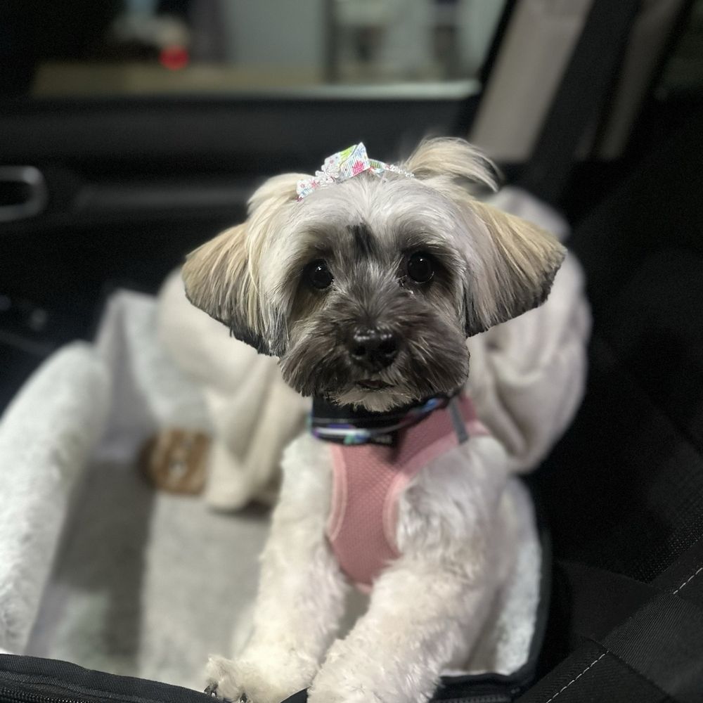 Bitches N Bubbles - Pet Groomers Near Me - Long Beach, California