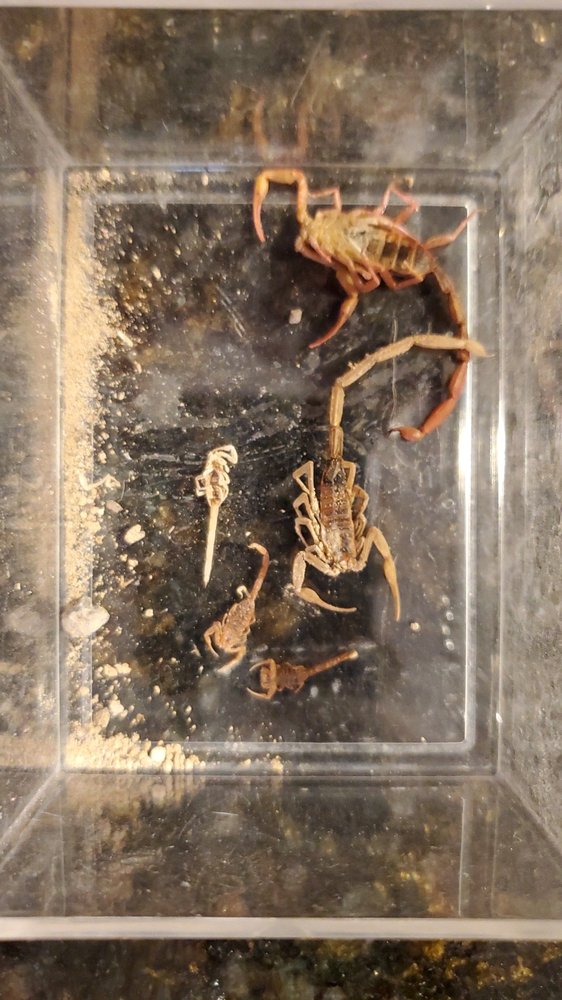 SIX BROTHERS PEST CONTROL Updated October 2024 30 Reviews 7380 S Eastern Ave 124330, Las