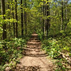 Joker's Hill Hiking Trail - Wide trail