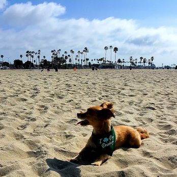 Rosie's Dog Beach - A place to be off leash !!!! Come to Rosie's Dog Beach - Dog Parks Near Me - Long Beach, California Rosie's Dog Beach - A place to be off leash !!!! Come to Rosie's Dog Beach - Dog Parks Near Me - Long Beach, California