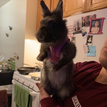 Mike's Feed & Pets - They even have harnesses small enough for bunnies. - Pet Stores Near Me - San Leandro, California Mike's Feed & Pets - They even have harnesses small enough for bunnies. - Pet Stores Near Me - San Leandro, California