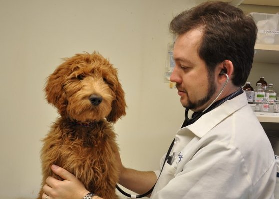 Vca Arboretum View Animal Hospital Veterinarians 2551 Warrenville Rd Downers Grove Il Phone Number